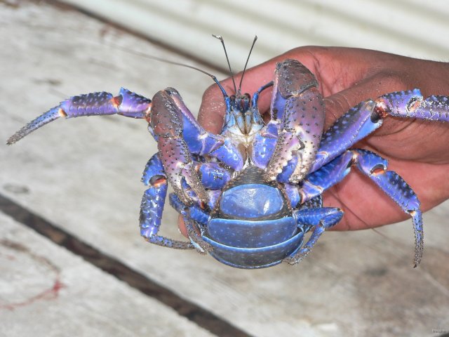 41- Jeune crabe de cocotier 